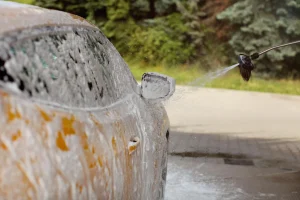 Remove Bird Droppings and Tree Sap from Your Car
